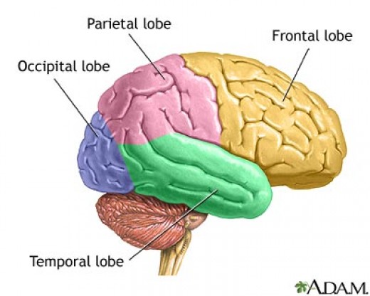 10402043-lobes-of-the-brain[1]