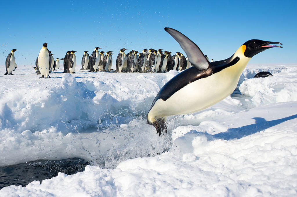 emperor-penguin-flying-out-of-water-antarctica-christopher-michele