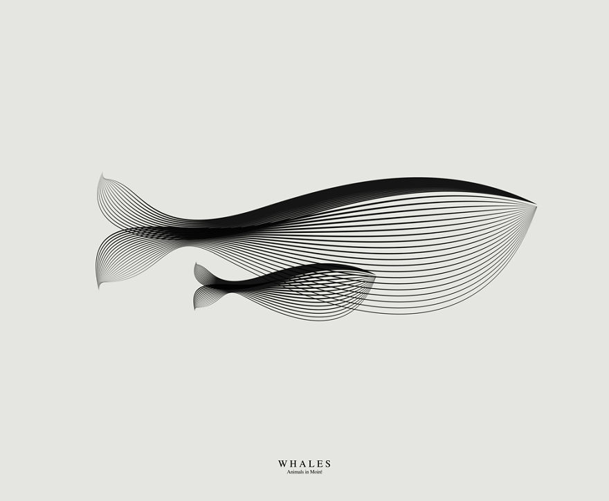 whales_ok__880