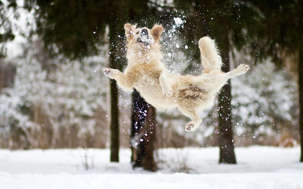 460988-dogs-jumping-in-the-snow