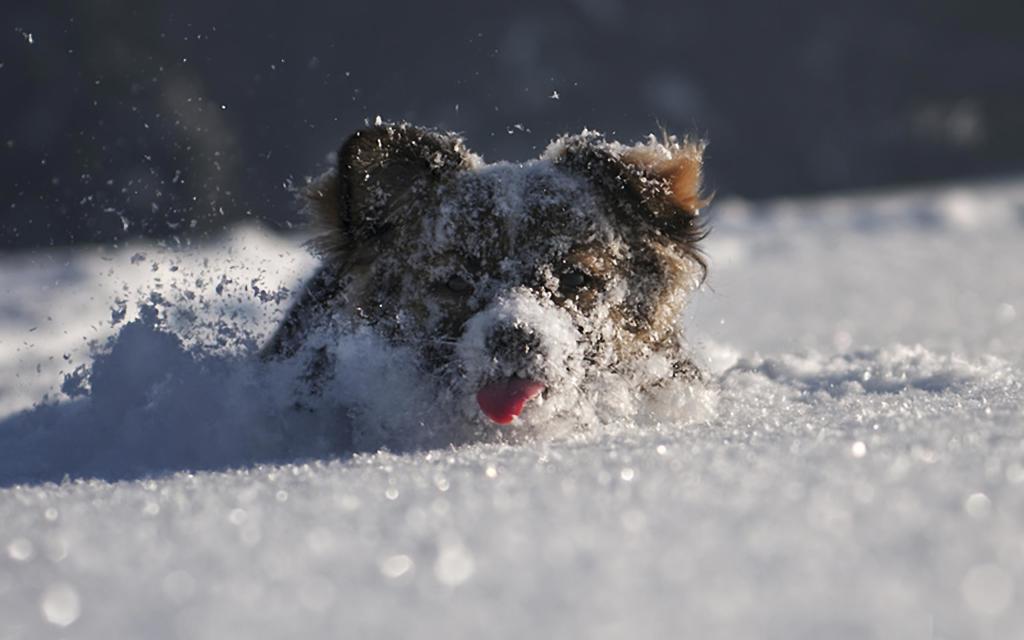 Dog_in_snow (1)
