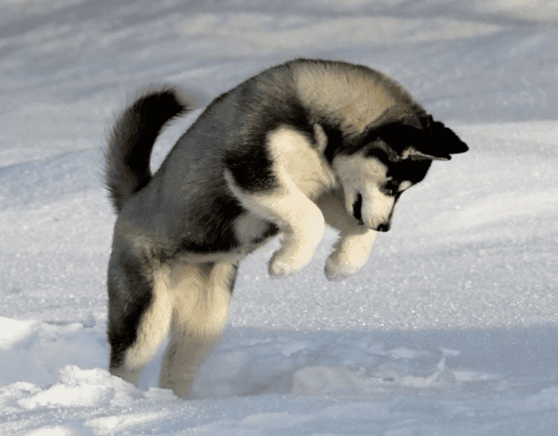 Nice-Siberian-Husky-Dog-In-Snow-Pictures