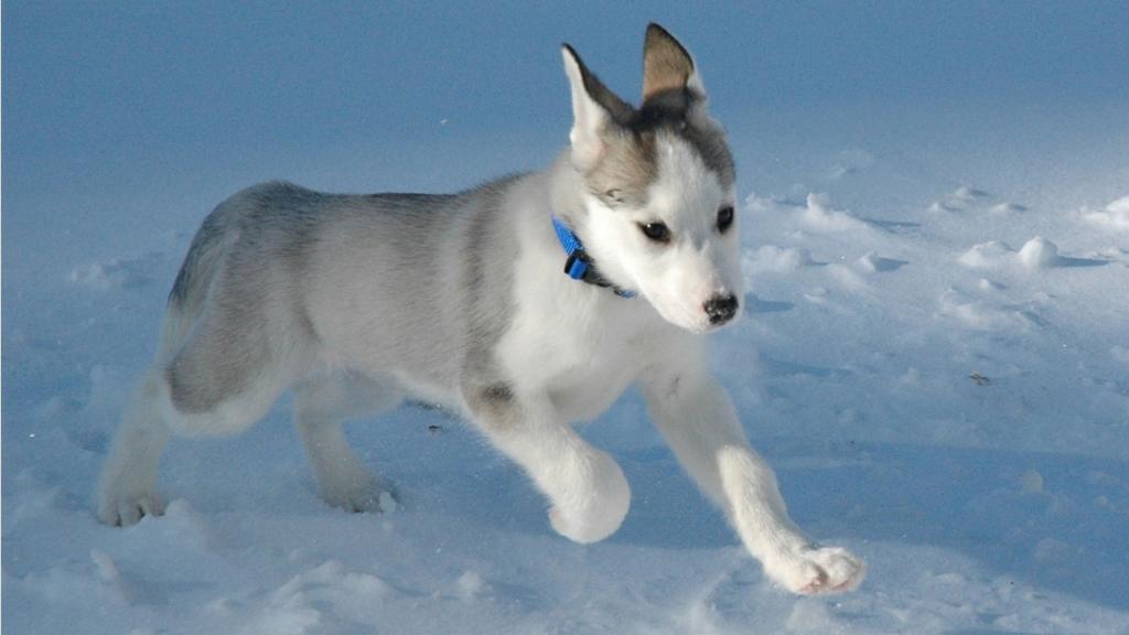 Sleeping-Dogs-Siberian-Husky-Dog-In-Snow-Little-Full-HD-Wallpaper