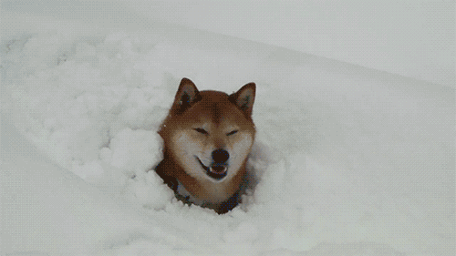 Snow-Dog-Ball