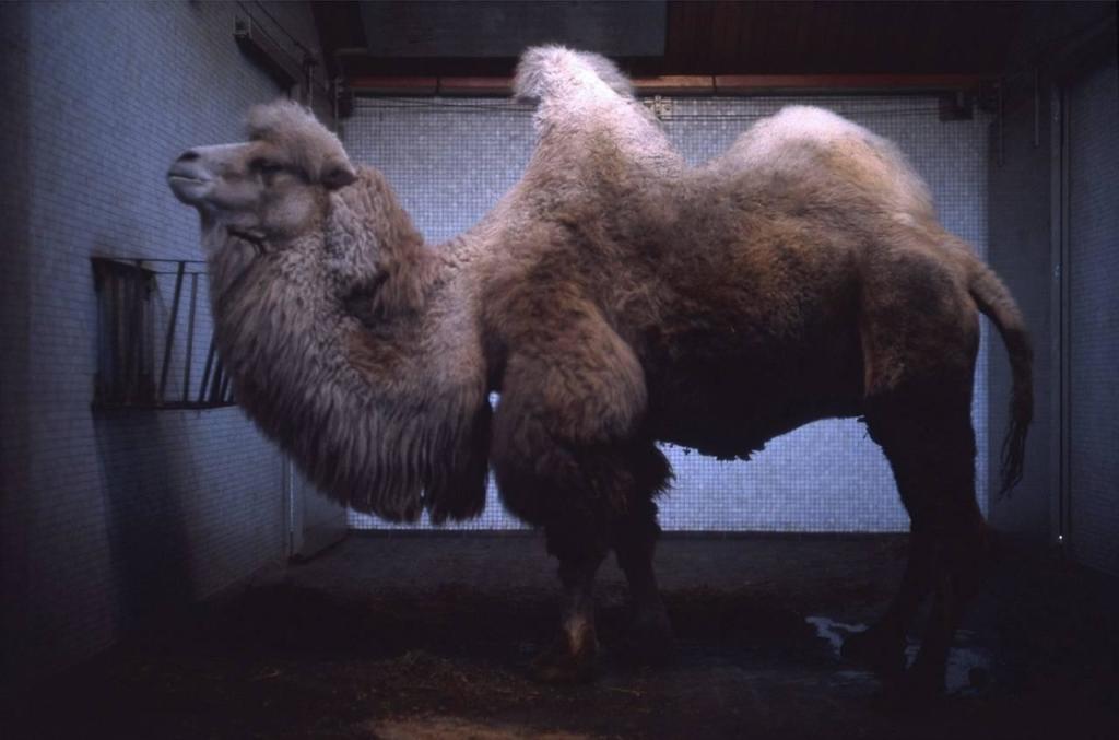 Bactrian-Camel-London-Zoo-Regents-Park-December-1967-1280x846