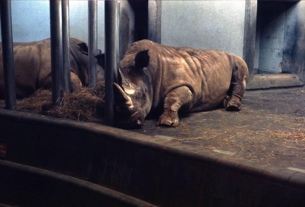 Rhinoceros-Exhibit-2-London-Zoo-Regents-Park-December-1967-1280x868