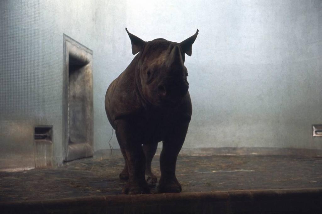 Rhinoceros-Exhibit-London-Zoo-Regents-Park-December-1967-1280x853