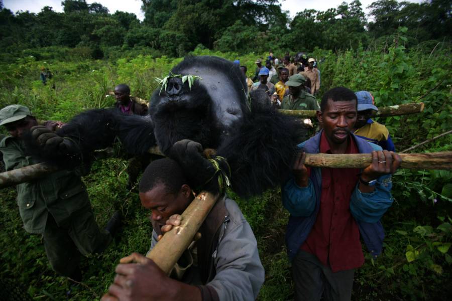 gorilla-killed-virunga-2007[1]