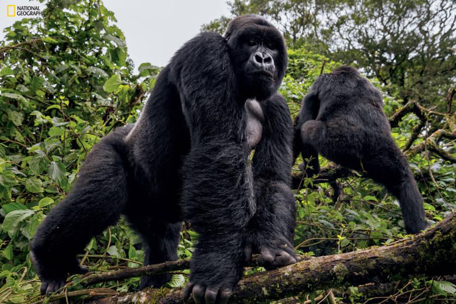 virguna-national-park-gorillas[1]