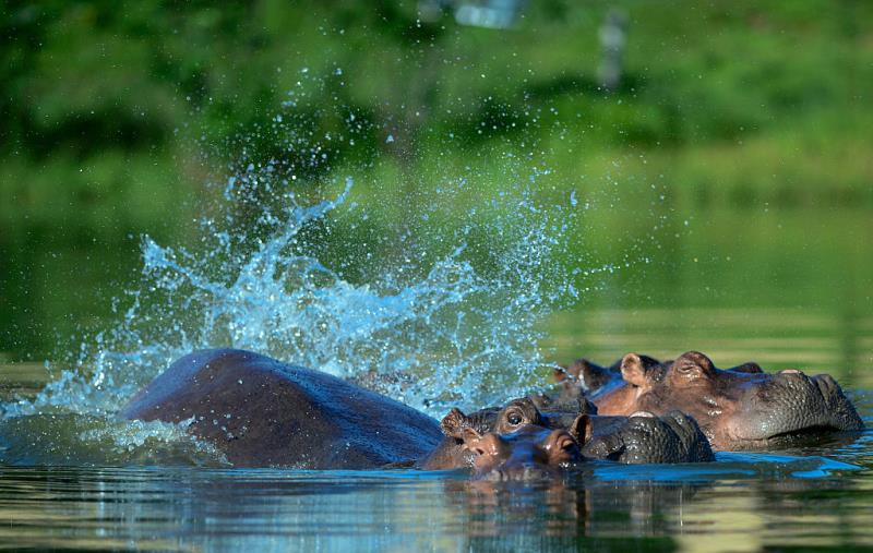 hippos[1]