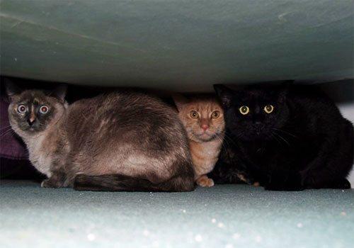 cats-under-bed-500[1]