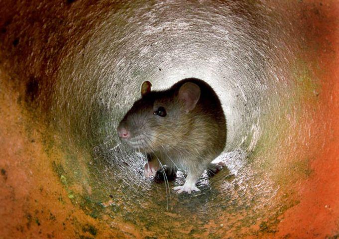 A rat in the a pipe, in London. Ageing sewers, insufficient garbage collection, a lack of resources to tackle the problem: it all adds up to a growing rat population in London, one of the world's wealthiest capital cities.