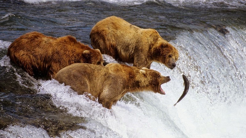 Туристичка атракција: гризли мечки ловат лосос во Алјаска