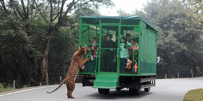 Необична зоолошка: Посетителите во кафез, лавовите на слобода