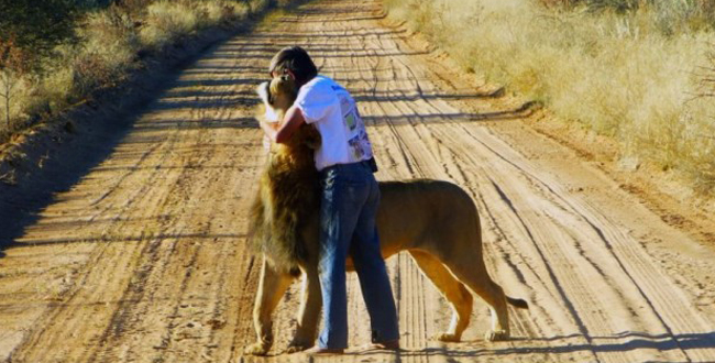 Необично и емотивно пријателство: Спасил лав од сигурна смрт и го посвоил