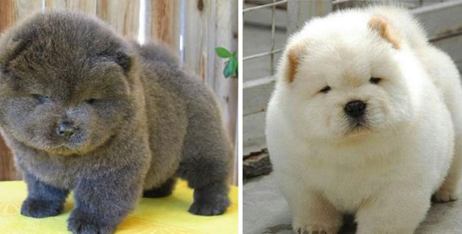 Бушави кучиња кои личат на мечки