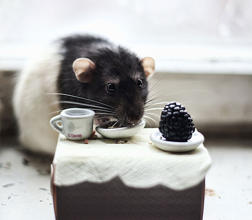 cute-pet-rats-511__880