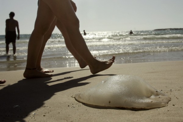 A dead Jellyfish on the beach of Tel Aviv. July 12, 2009. Photo by Uri Lenz/ FLASH90 *** Local Caption *** éí îãåæä ÷éõ