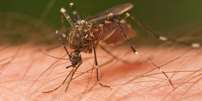 Како всушност (ве) ловат комарците?