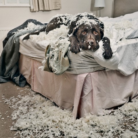 Dog on Bed Covered in Feathers --- Image by © Justin Paget/Corbis