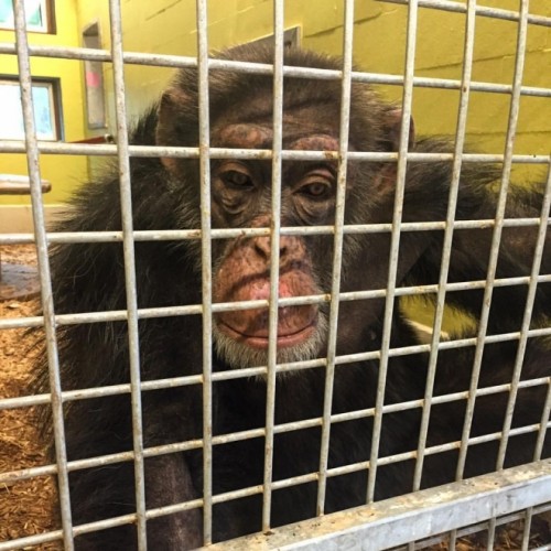Го излекуваа од депресија: Мајмунот Коко се враќа во Скопје
