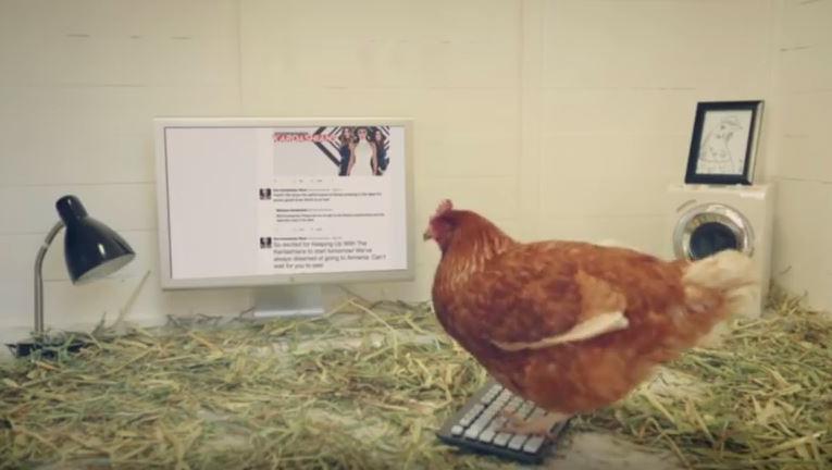 chicken-twitter-tweets-chicken-treat