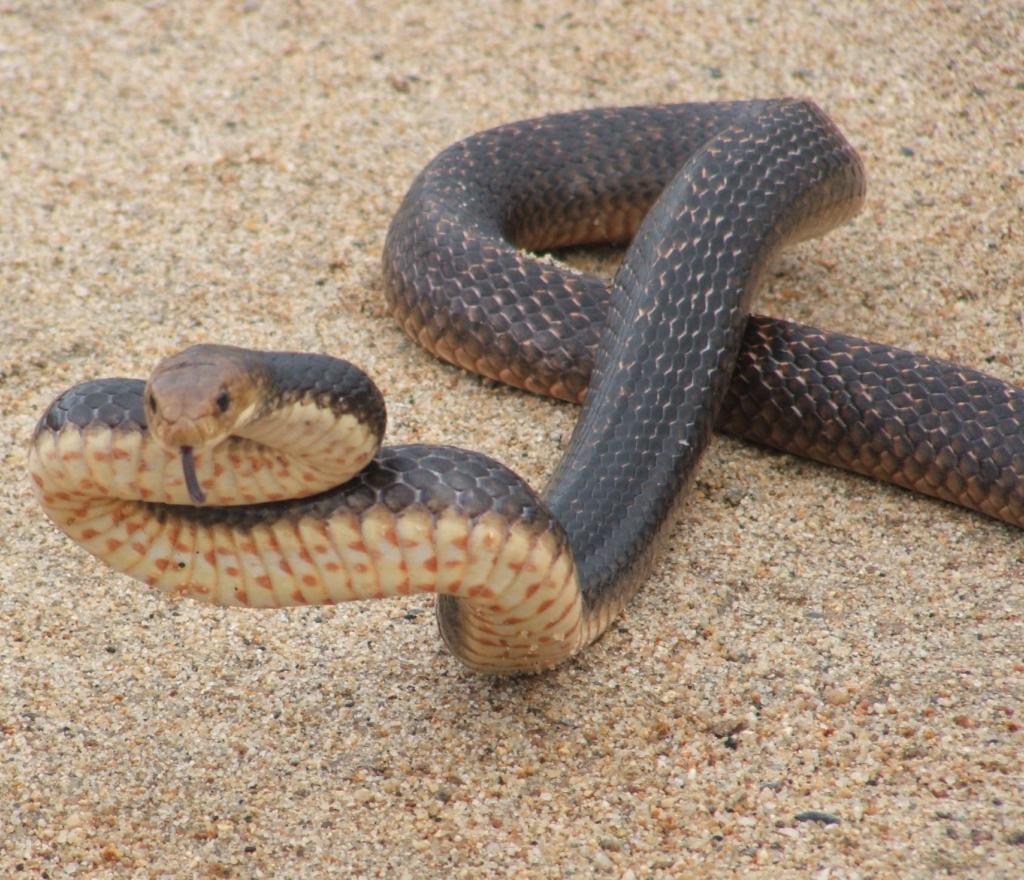 Дете гризна и уби отровна змија во Бразил