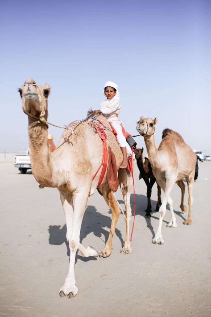 camel-beauty-contest-643-1450888547-size_1000