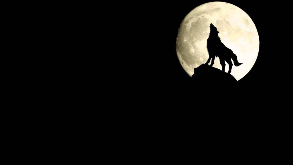 Зошто волците завиваат на месечина?