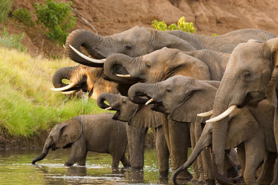 herd-of-african-elephants_shutterstock_54180163 (1)