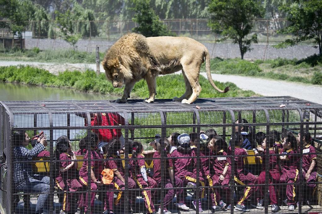 Е вака треба: Зоолошка во која не убиваат невини животни (+ видео)