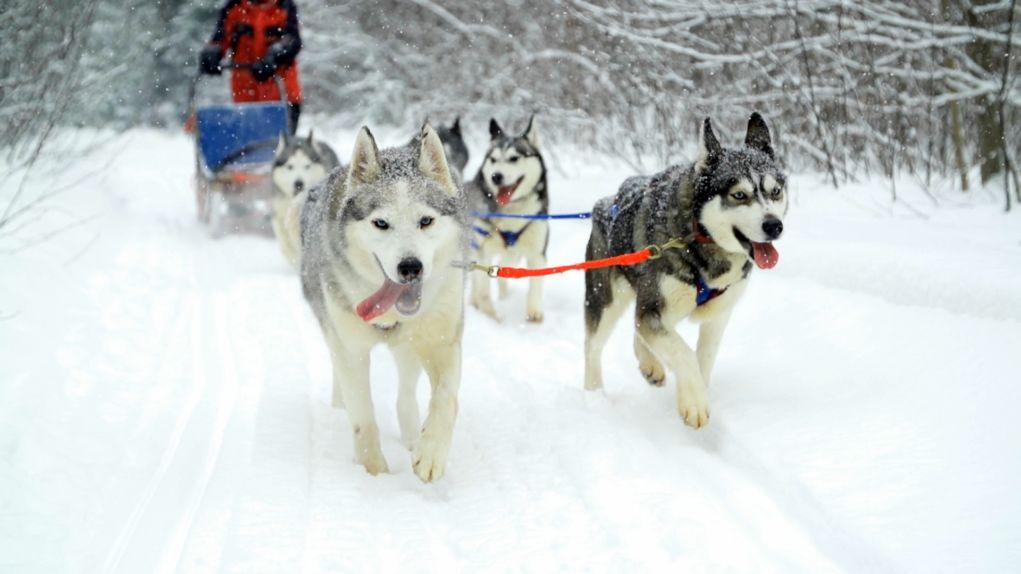 Sled-Dogs-pic-2[1]