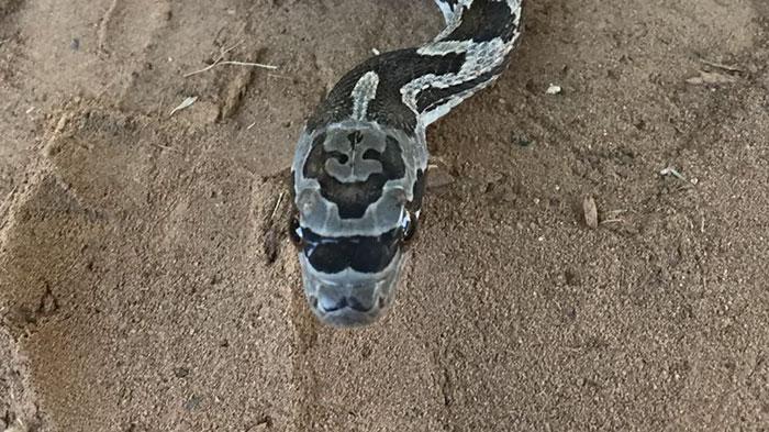 Ептен фраерска змија