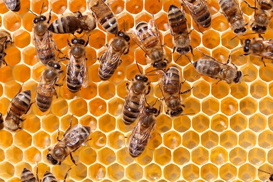 monitoring-beehives-bees[1]