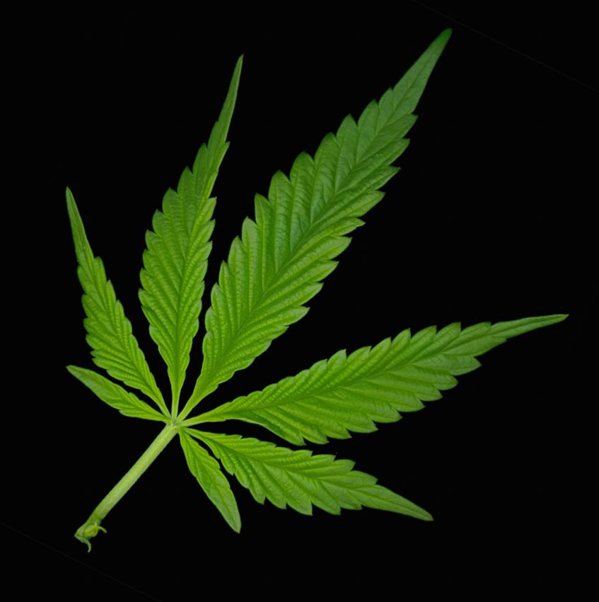 листики марихуаны