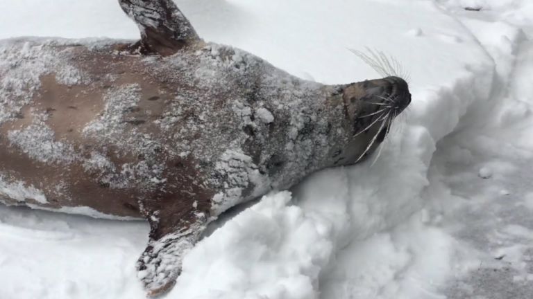 Снег во зоолошка во Орегон = општа среќа меѓу животните