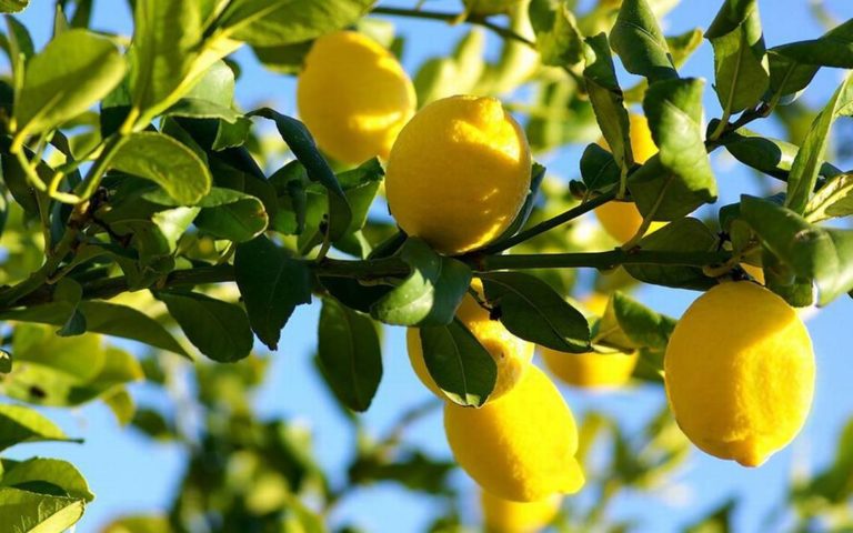 Италијанската мафија се бави со лимони