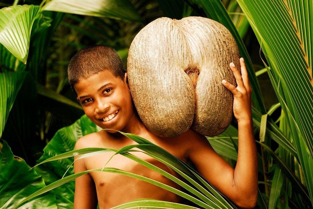 Забранетото овошје Coco de mer: Кокосот со форма на женски задник