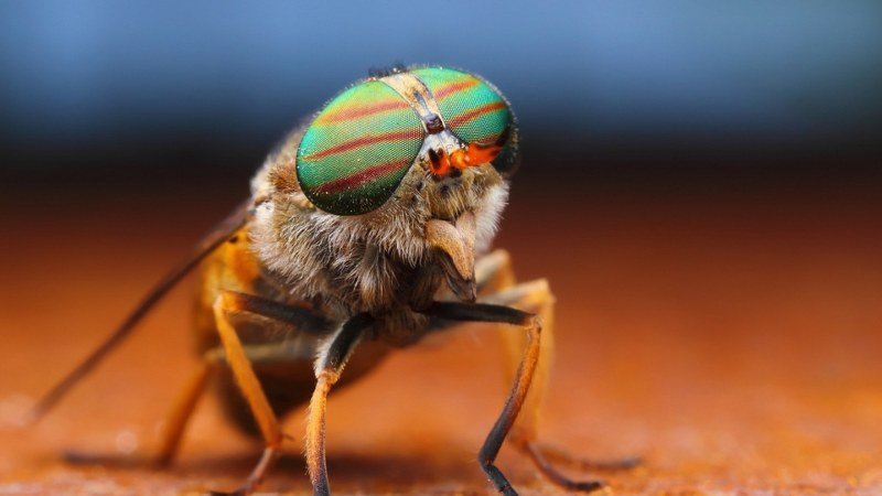 Како мувите постојано се удираат во тврди објекти, а не се повредуваат?