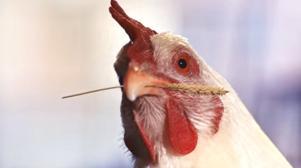 Новата реклама на KFC со „цели кокошки“ качи многу притисоци