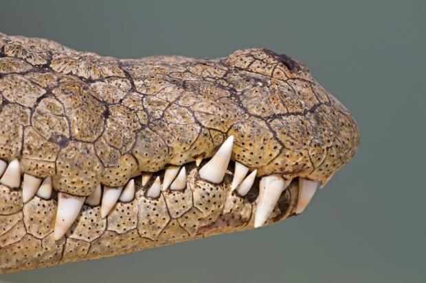 Разликата меѓу алигатор и крокодил