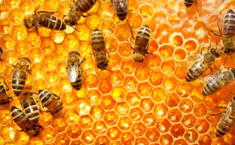 Одвојте 5 минути и придонесете за подобрување на домашниот пазар на мед (АНКЕТА)