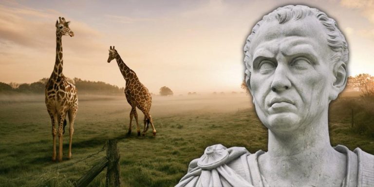Првата жирафа во Европа ја викале „камилеопард“