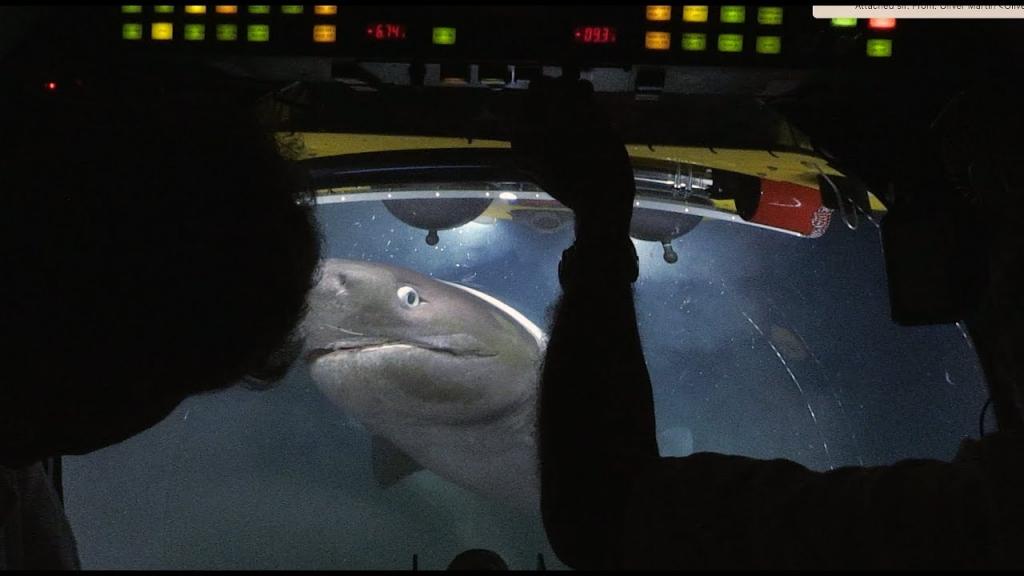 Ајкули напаѓаат подморница на 700 метри под површината (видео)