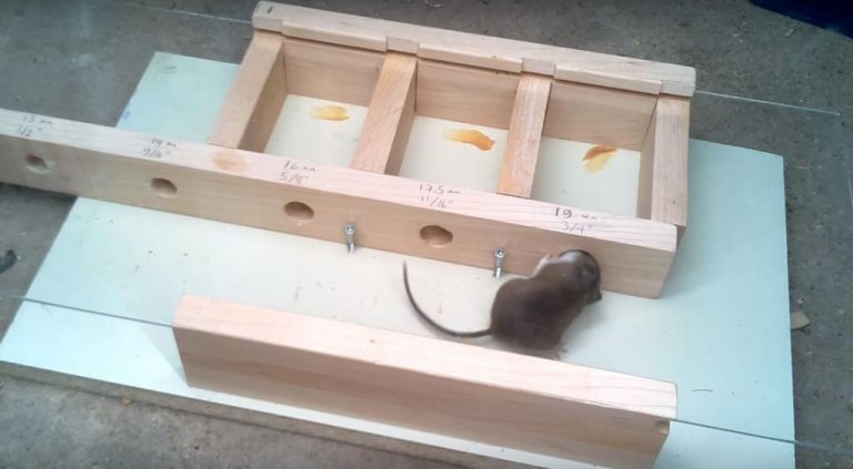 Експеримент: Најмалата дупка низ која може да се протне глушец?
