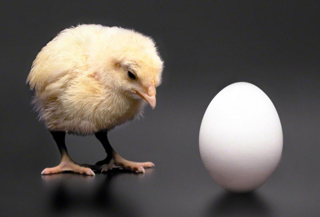 Се огласија и научниците: Што е постаро – јајцето или кокошката?