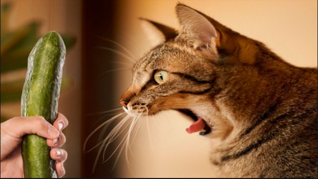 Зошто мачките се плашат од краставица? (ВИДЕО)
