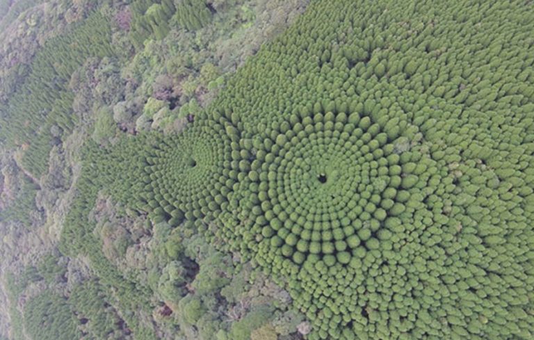 Погледнете ја оваа необична шума во Јапонија. Што е објаснувањето? (галерија)