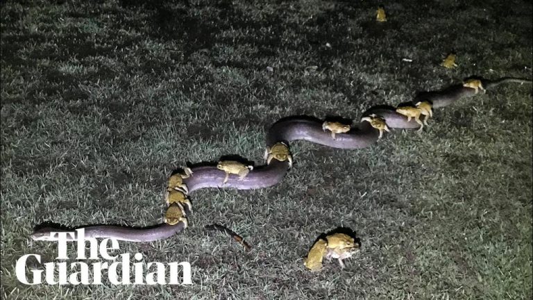 Во меѓувреме во Австралија: Жаби се спасуваат од поплава „јавајќи“ на змија (ВИДЕО)