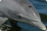 украински делфини